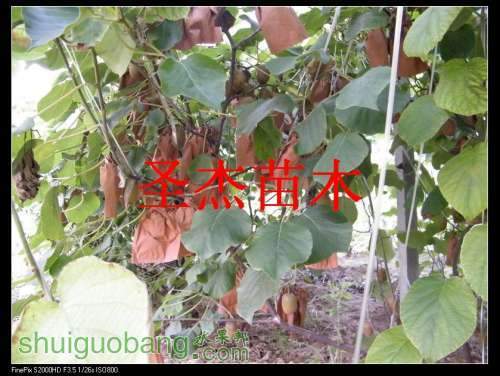DSCF6198.jpg
