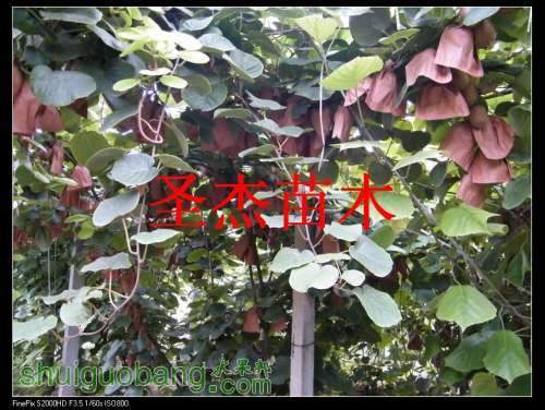 DSCF6199.jpg
