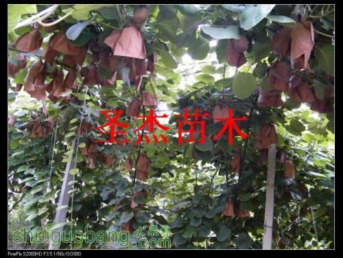 DSCF6200.jpg
