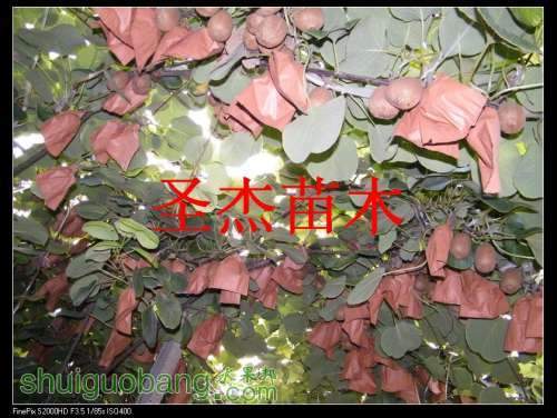DSCF6203.jpg