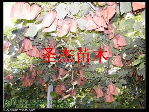 DSCF6204.jpg