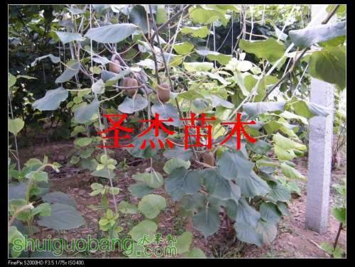 DSCF6211.jpg