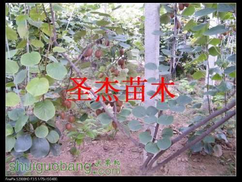 DSCF6217.jpg
