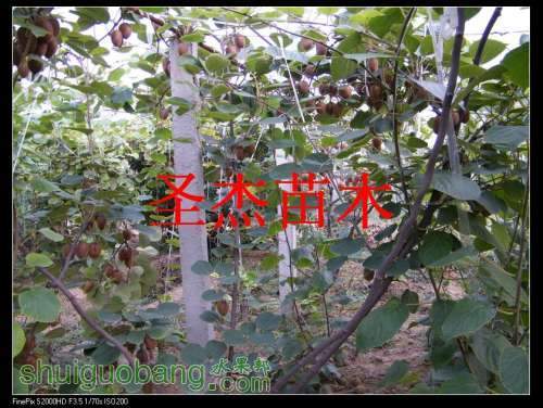 DSCF6218.jpg