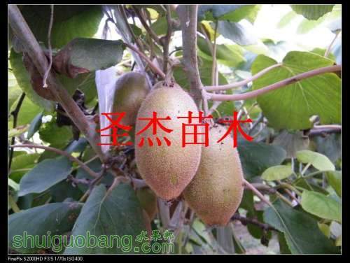 DSCF6223.jpg