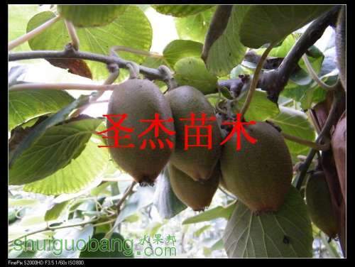 DSCF6224.jpg