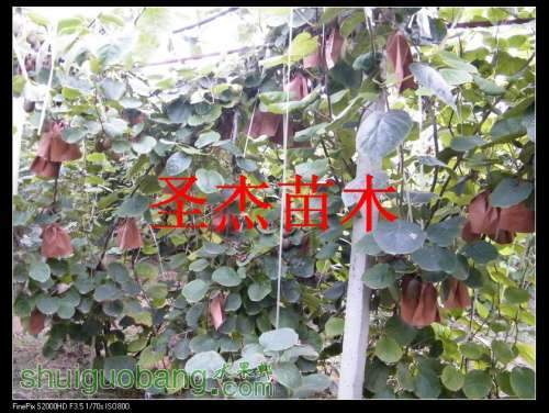 DSCF6248.jpg