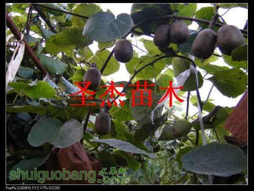 DSCF6249.jpg