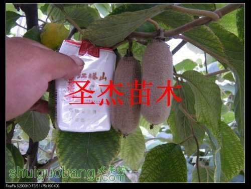 DSCF6251.jpg
