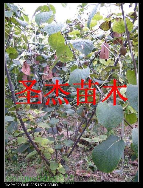 DSCF6259.jpg