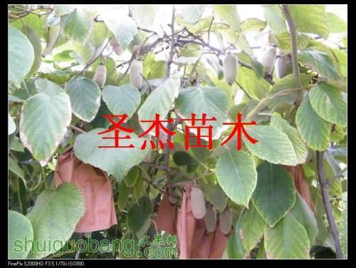 DSCF6260.jpg