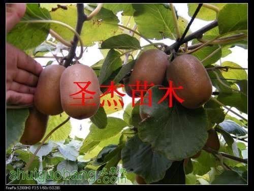 DSCF6286.jpg