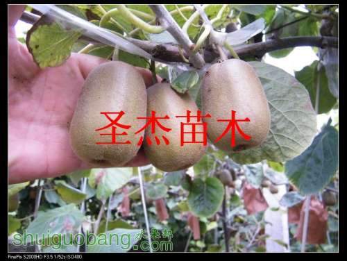 DSCF6289.jpg