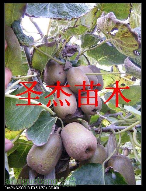 DSCF6291.jpg
