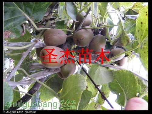 DSCF6290.jpg