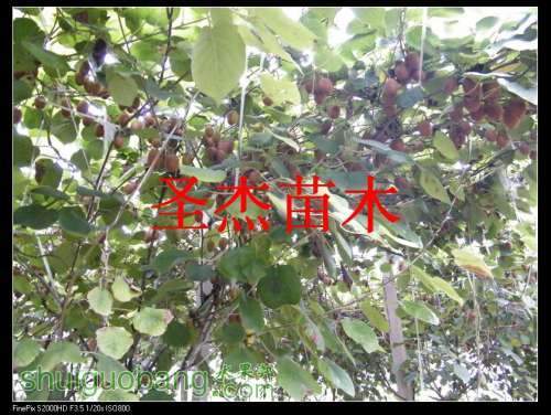 DSCF6297.jpg