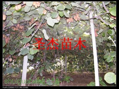 DSCF6319.jpg