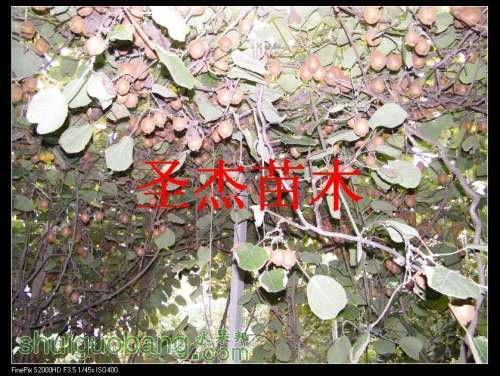 DSCF6324.jpg