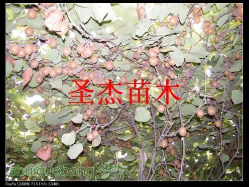 DSCF6326.jpg
