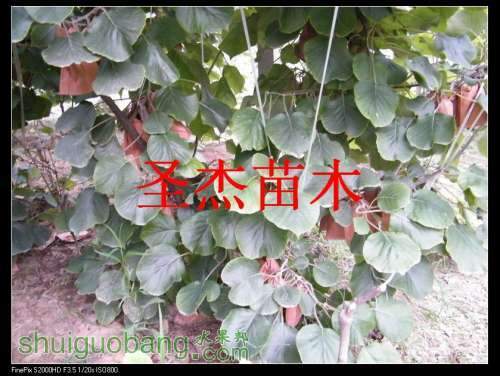 DSCF6331.jpg