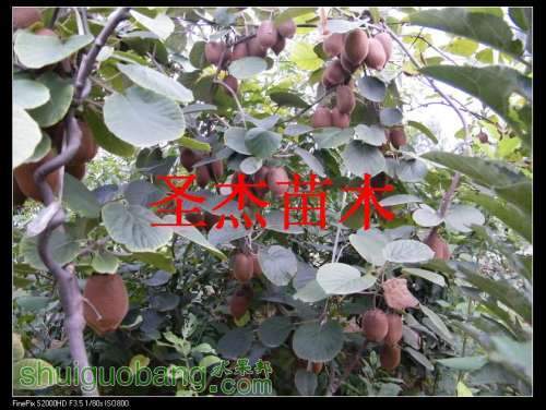 DSCF6333.jpg
