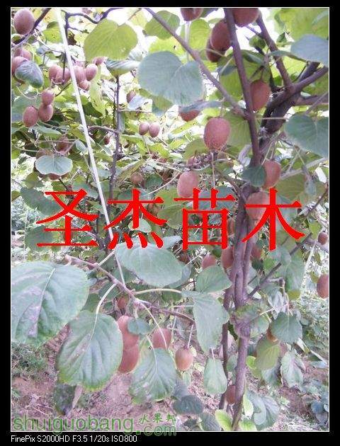 DSCF6349.jpg