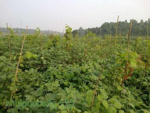 20120808556.jpg