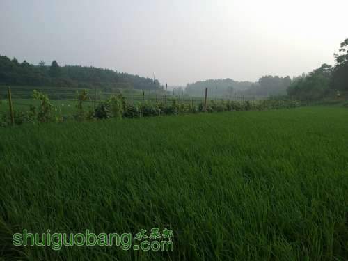 20120808559.jpg