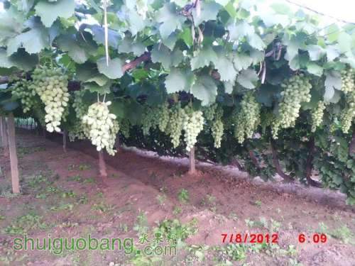 CIMG0116_Ŀѹ.JPG