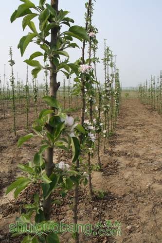 12��4��17��