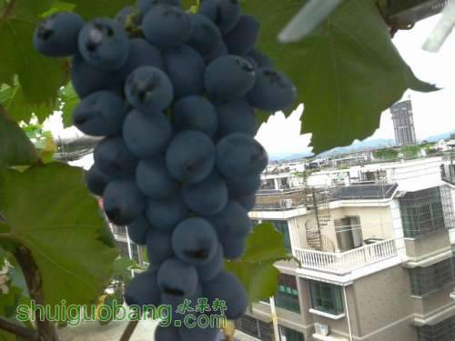 2012-08-03 13.17.06.jpg
