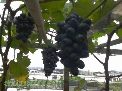2012-08-03 13.17.49.jpg