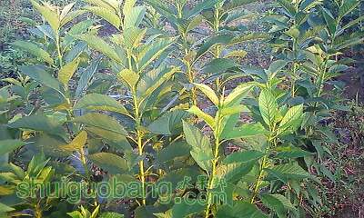 IMG0322.jpg