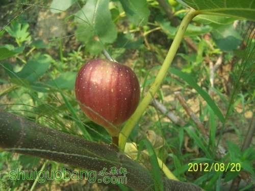 100_1159 (1024x768) (800x600).jpg
