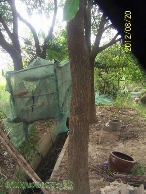 100_1177 (768x1024) (600x800).jpg