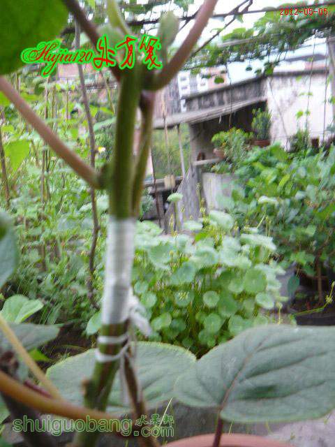 201205051.JPG