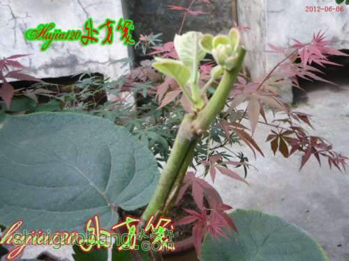 20120606.jpg