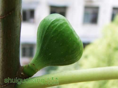 DSCF3525.JPG