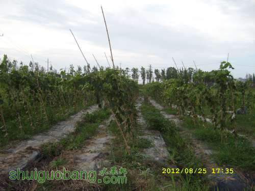 SL273223.JPG