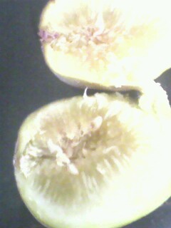 IMG08280733aa.jpg