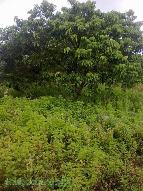 ��Ƭ0229b.jpg