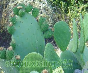 prickly_pear_350[1].jpg