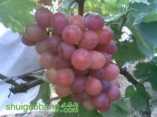 1334123g8ga88abmafbxt1.jpg