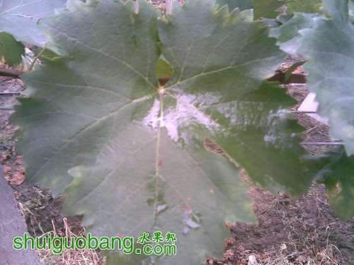 133416gag6ty633yzsi3oj.jpg