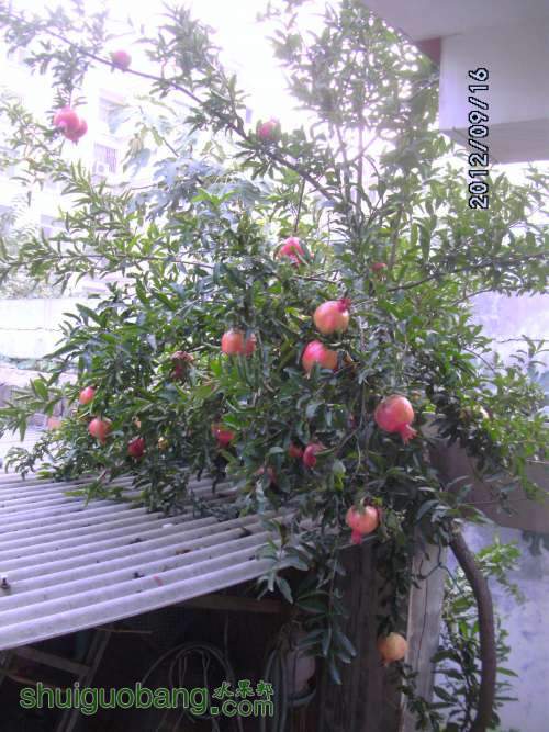 tyDSCK0031_2.JPG