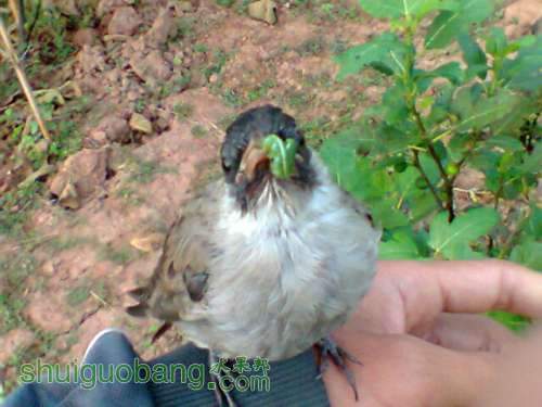 ��Ƭ0352.jpg