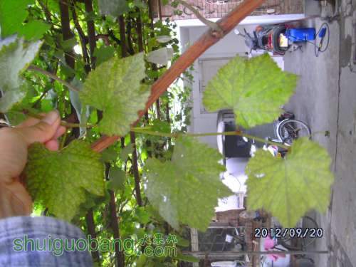 DSCK0033.JPG