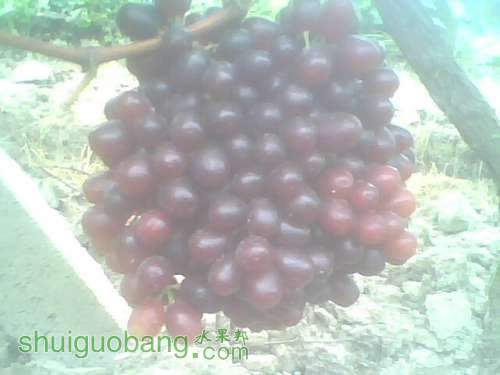 IMG0045A.jpg