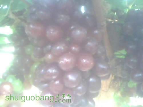 IMG0040A.jpg