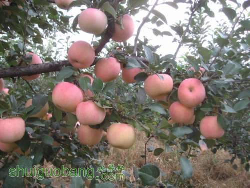 20120921ʼժƻ 010.jpg